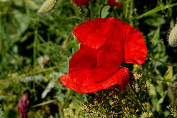 Fiori Papaveri Rossi Fioriscono Campo Selvatico Bellissimo Campo Papaveri Rossi — Foto Stock