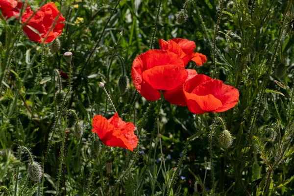 Kukat Punaiset Unikot Kukkivat Villipellolla Kaunis Punaisten Unikkojen Kenttä Jossa — kuvapankkivalokuva