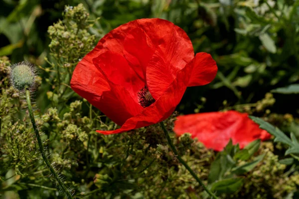 Kwiaty Czerwone Maki Kwitną Dzikim Polu Piękne Pole Czerwonych Maków — Zdjęcie stockowe