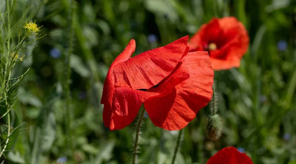 Fiori Papaveri Rossi Fioriscono Campo Selvatico Bellissimo Campo Papaveri Rossi — Foto Stock