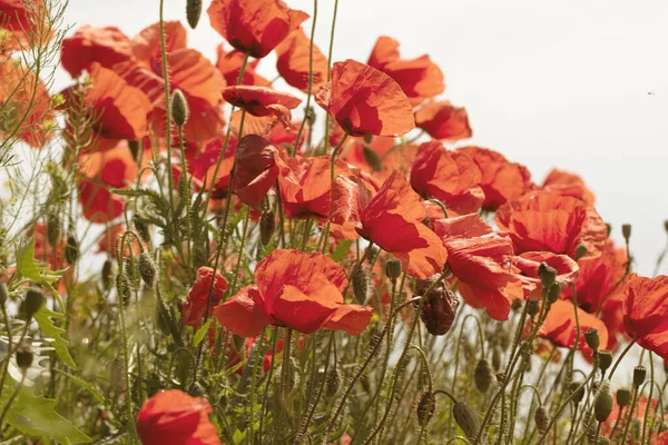 Blumen Roter Mohn Blüht Einem Wilden Feld Schönes Feld Von — Stockfoto