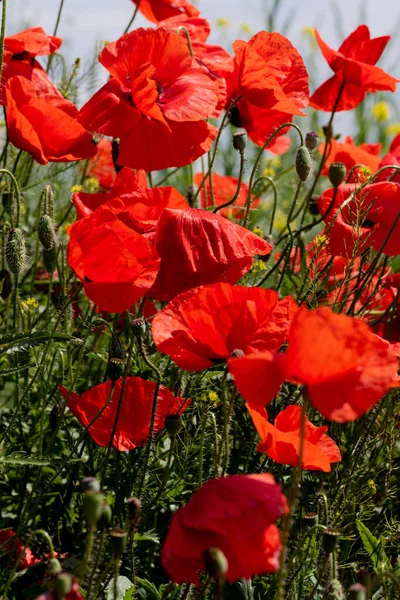 Virágok Vörös Mák Virágzik Vad Területen Gyönyörű Területen Piros Mák — Stock Fotó