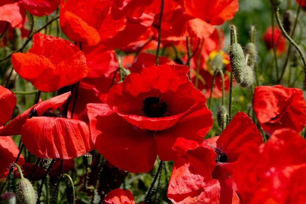 Bloemen Rode Papavers Bloeien Een Wild Veld Mooi Veld Van — Stockfoto