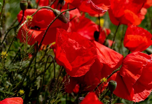 Fiori Papaveri Rossi Fioriscono Campo Selvatico Bellissimo Campo Papaveri Rossi — Foto Stock