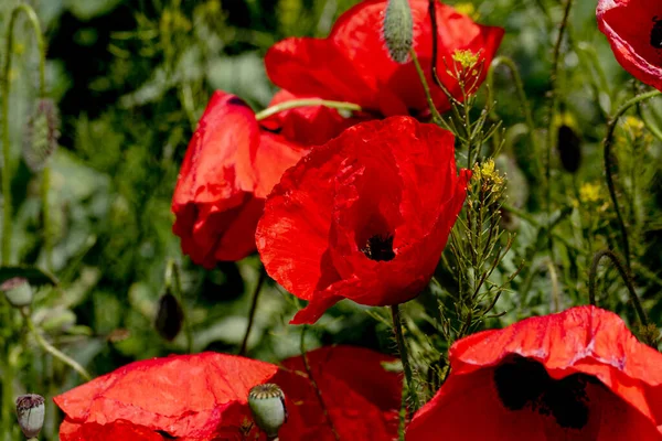 Bloemen Rode Papavers Bloeien Een Wild Veld Mooi Veld Van — Stockfoto