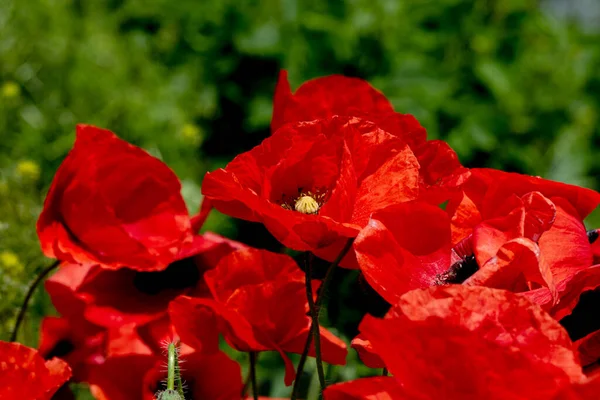 Fiori Papaveri Rossi Fioriscono Campo Selvatico Bellissimo Campo Papaveri Rossi — Foto Stock