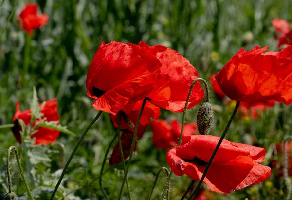 Fiori Papaveri Rossi Fioriscono Campo Selvatico Bellissimo Campo Papaveri Rossi — Foto Stock