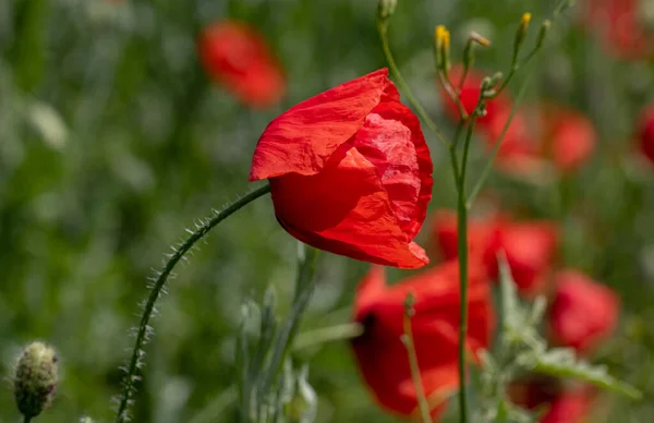 Blommor Röda Vallmo Blommar Ett Vilt Fält Vackert Fält Röda — Stockfoto