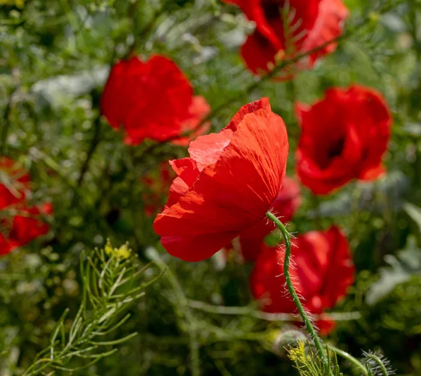 Flowers Red Poppies Bloom Wild Field Beautiful Field Red Poppies — Stock Photo, Image