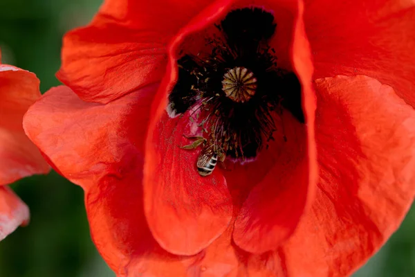 Fiori Papaveri Rossi Fioriscono Campo Selvatico Bellissimo Campo Papaveri Rossi — Foto Stock