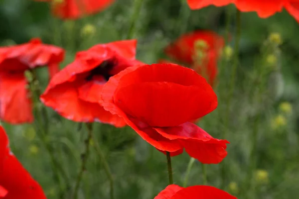 Цветы Красные Маки Цветут Диком Поле Поле Красных Пятен Выборочным — стоковое фото