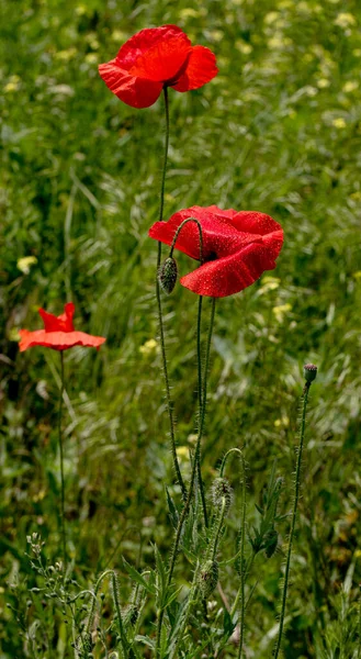 Fiori Papaveri Rossi Fioriscono Campo Selvatico Bellissimo Campo Papaveri Rossi — Foto Stock