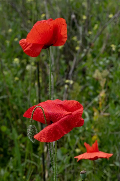 Fiori Papaveri Rossi Fioriscono Campo Selvatico Bellissimo Campo Papaveri Rossi — Foto Stock