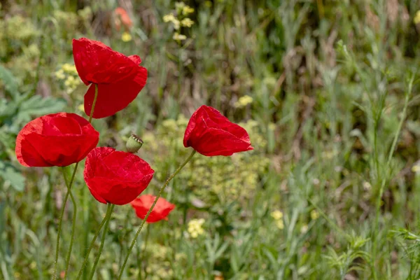 Blumen Roter Mohn Blüht Einem Wilden Feld Schönes Feld Von — Stockfoto