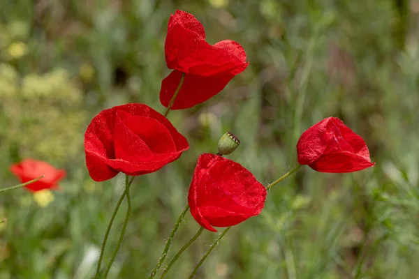 Bloemen Rode Papavers Bloeien Een Wild Veld Mooi Veld Van — Stockfoto