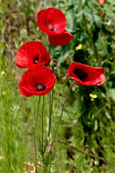 Bloemen Rode Papavers Bloeien Een Wild Veld Mooi Veld Van — Stockfoto