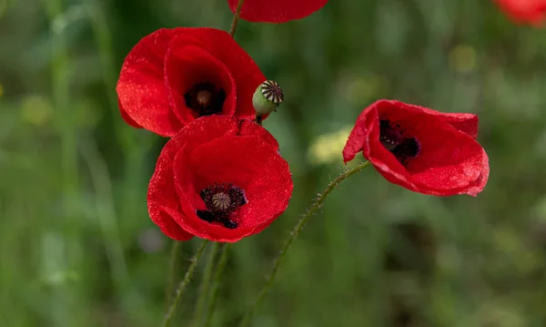 Flores Las Amapolas Rojas Florecen Campo Salvaje Hermoso Campo Amapolas —  Fotos de Stock