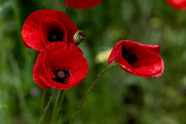 Bloemen Rode Papavers Bloeien Een Wild Veld Mooi Veld Van — Stockfoto