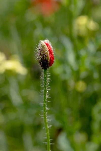 Bloemen Rode Papavers Bloeien Een Wild Veld Mooi Veld Van — Stockfoto