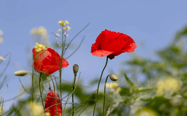 Flowers Red Poppies Bloom Wild Field Beautiful Field Red Poppies — Stock Photo, Image