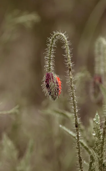 Bloemen Rode Papavers Bloeien Een Wild Veld Mooi Veld Van — Stockfoto