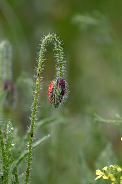 Bloemen Rode Papavers Bloeien Een Wild Veld Mooi Veld Van — Stockfoto