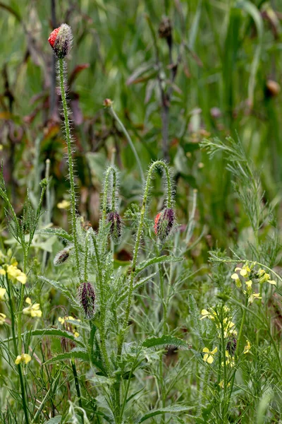 Bloemen Rode Papavers Bloeien Een Wild Veld Mooi Veld Van — Stockfoto