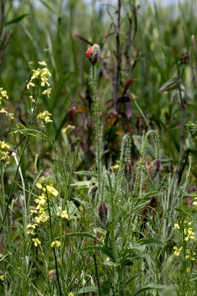 Bloemen Rode Papavers Bloeien Een Wild Veld Mooi Veld Van — Stockfoto