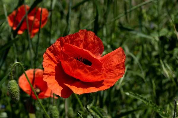 Bloemen Rode Papavers Bloeien Een Wild Veld Mooi Veld Van — Stockfoto