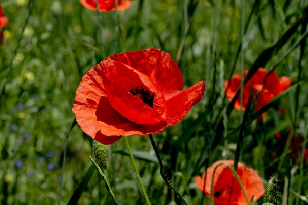 Blommor Röda Vallmo Blommar Ett Vilt Fält Vackert Fält Röda — Stockfoto