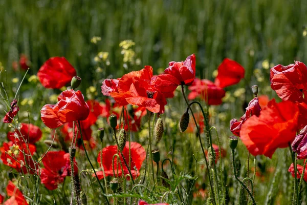 Virágok Vörös Mák Virágzik Vad Területen Gyönyörű Területen Piros Mák — Stock Fotó