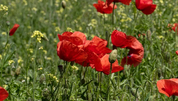 Blumen Roter Mohn Blüht Einem Wilden Feld Schönes Feld Von — Stockfoto
