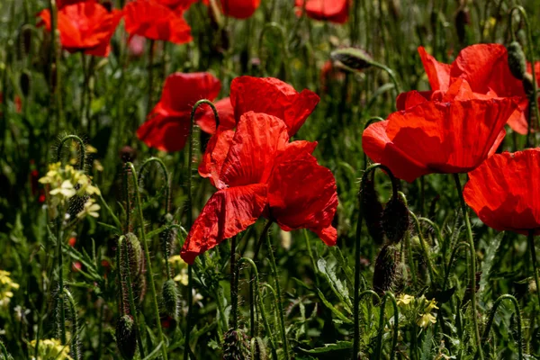 Blommor Röda Vallmo Blommar Ett Vilt Fält Vackert Fält Röda — Stockfoto