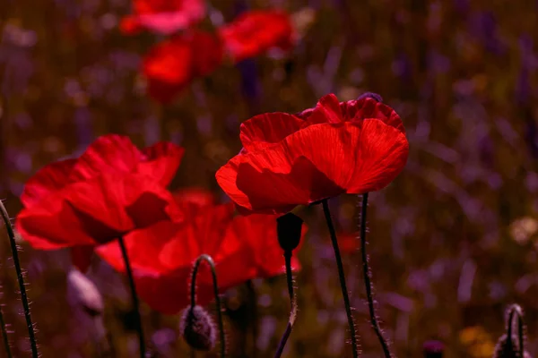 Blommor Röda Vallmo Blommar Ett Vilt Fält Vackert Fält Röda — Stockfoto