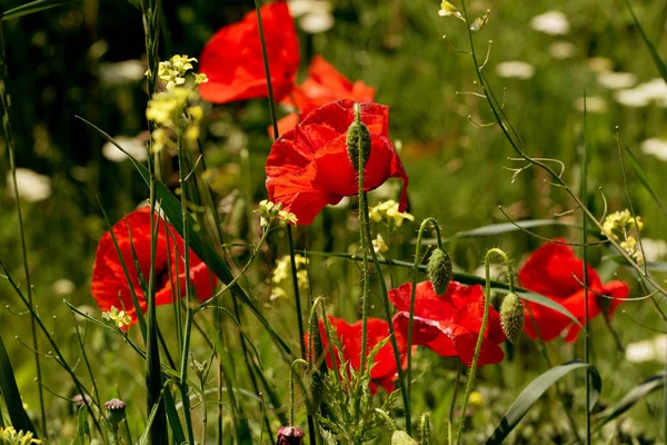 Flowers Red Poppies Bloom Wild Field Beautiful Field Red Poppies — Stock Photo, Image