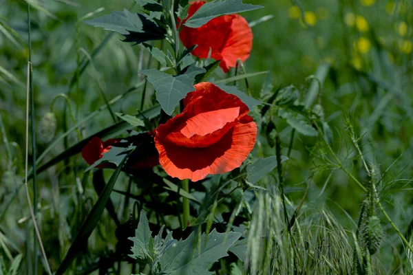 Blommor Röda Vallmo Blommar Ett Vilt Fält Vackert Fält Röda — Stockfoto