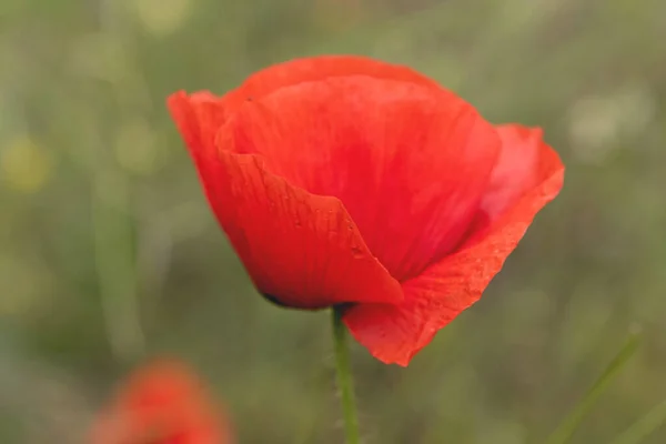 Fiori Papaveri Rossi Fioriscono Campo Selvatico Bellissimo Campo Papaveri Rossi — Foto Stock