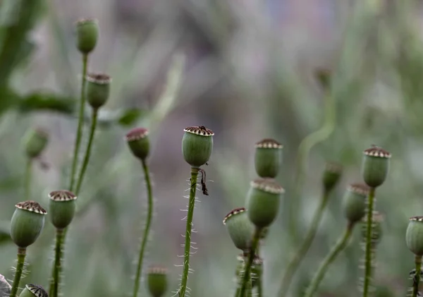 Bloemen Rode Papavers Bloeien Een Wild Veld Mooi Veld Van — Stockfoto