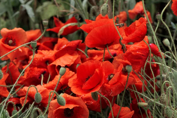 Bloemen Rode Papavers Bloeien Een Wild Veld Mooi Veld Van — Stockfoto