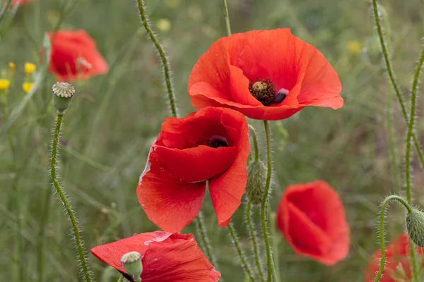 Bloemen Rode Papavers Bloeien Een Wild Veld Mooi Veld Van — Stockfoto