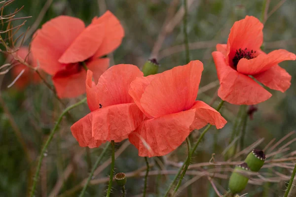 Blumen Roter Mohn Blüht Einem Wilden Feld Schönes Feld Von — Stockfoto