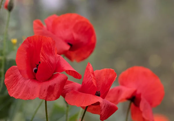 Flowers Red Poppies Bloom Wild Field Beautiful Field Red Poppies — Stock Photo, Image