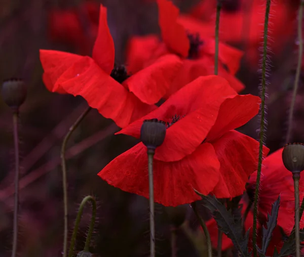 Fleurs Les Coquelicots Rouges Fleurissent Dans Champ Sauvage Beau Champ — Photo