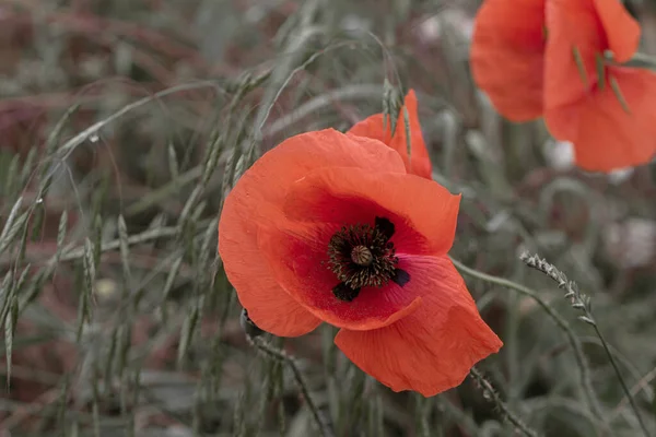 Blumen Roter Mohn Blüht Einem Wilden Feld Schönes Feld Von — Stockfoto