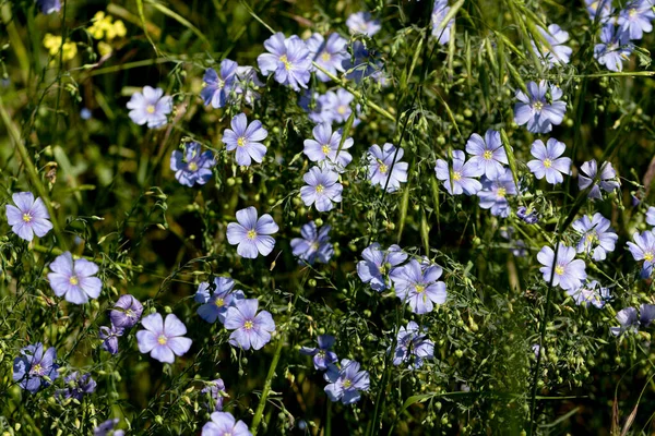 Bright Delicate Blue Flower Decorative Flax Flower Its Shoot Grassy — Stock Photo, Image