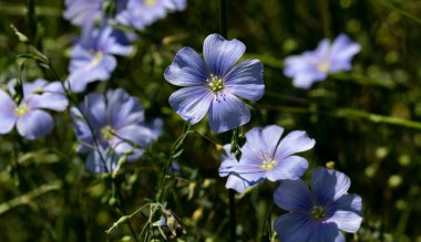 Dekoratif keten çiçeğinin parlak mavi çiçeği ve çimenli arka planda filizlenmesi. Flax çiçeklerini işlemek için yaratıcı. Yaz aylarında aktif çiçeklenme safhasında tarım endüstrisi keten tarlası