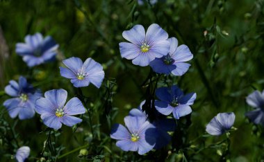Dekoratif keten çiçeğinin parlak mavi çiçeği ve çimenli arka planda filizlenmesi. Flax çiçeklerini işlemek için yaratıcı. Yaz aylarında aktif çiçeklenme safhasında tarım endüstrisi keten tarlası