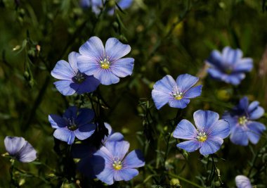 Dekoratif keten çiçeğinin parlak mavi çiçeği ve çimenli arka planda filizlenmesi. Flax çiçeklerini işlemek için yaratıcı. Yaz aylarında aktif çiçeklenme safhasında tarım endüstrisi keten tarlası