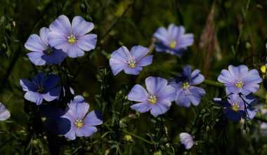 Dekoratif keten çiçeğinin parlak mavi çiçeği ve çimenli arka planda filizlenmesi. Flax çiçeklerini işlemek için yaratıcı. Yaz aylarında aktif çiçeklenme safhasında tarım endüstrisi keten tarlası