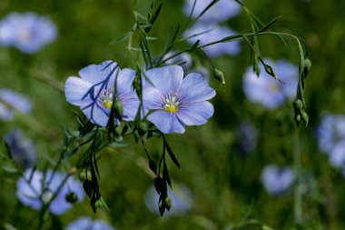 Dekoratif keten çiçeğinin parlak mavi çiçeği ve çimenli arka planda filizlenmesi. Flax çiçeklerini işlemek için yaratıcı. Yaz aylarında aktif çiçeklenme safhasında tarım endüstrisi keten tarlası